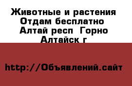 Животные и растения Отдам бесплатно. Алтай респ.,Горно-Алтайск г.